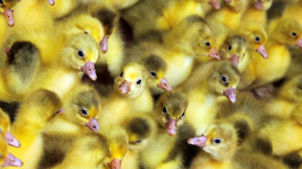 Un deuxième foyer de grippe aviaire dans le Morbihan