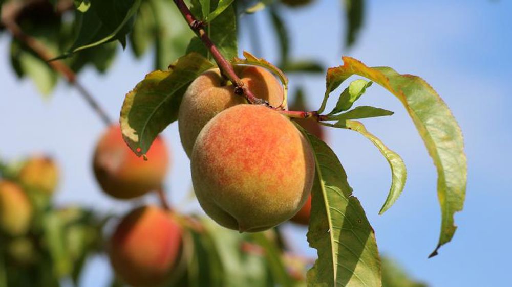 Retour à la normale pour la production de pêches