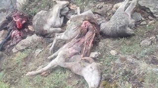 Cinquante brebis meurent dans un dérochement Cinquante brebis meurent dans un dérochement