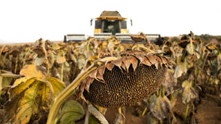 2021, une belle année pour les tournesols 2021, une belle année pour les tournesols