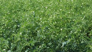 Ternoveo lance une filière régionale pois chiche Ternoveo lance une filière régionale pois chiche