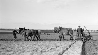 En Ile-de-France au début du XXe siècle, quatre chevaux tirent une charrue. En Ile-de-France au début du XXe siècle, quatre chevaux tirent une charrue.