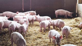 Les éleveurs porcins mettent le cap sur 2030 Les éleveurs porcins mettent le cap sur 2030