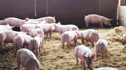 Les éleveurs porcins mettent le cap sur 2030 Les éleveurs porcins mettent le cap sur 2030
