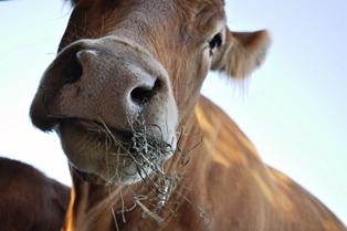 conccurence filière bovine Allemagne France