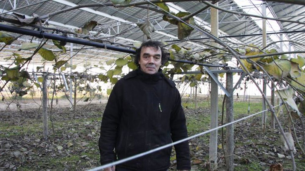 Premières ventes de kiwis rouges