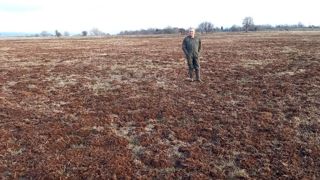 Les prairies dévastées par les rats taupiers Les prairies dévastées par les rats taupiers