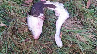 Le loup s’attaque de plus en plus aux bovins Le loup s’attaque de plus en plus aux bovins
