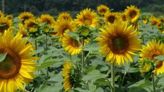 Cours volatils pour le tournesol Cours volatils pour le tournesol