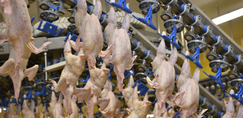 La République de Corée rouvre ses frontières aux viandes de porc et de volaille de certains pays de l’Union européenne. (photo d’illustration)