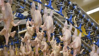 La République de Corée rouvre ses frontières aux viandes de porc et de volaille de certains pays de l’Union européenne. (photo d’illustration) La République de Corée rouvre ses frontières aux viandes de porc et de volaille de certains pays de l’Union européenne. (photo d’illustration)