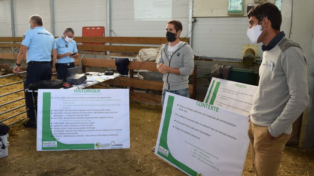 S’organiser face aux vols de moutons