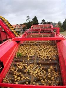 La France croule sous les pommes de terre cette année.