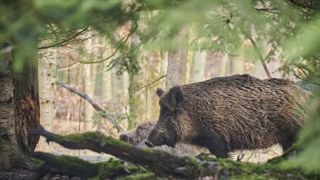 Contre le sanglier, la chevrotine reste à l’essai Contre le sanglier, la chevrotine reste à l’essai