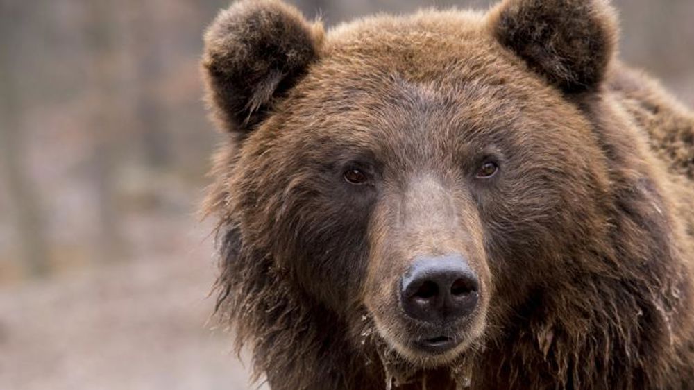 Nouvelle suspension de l’effarouchement des ours