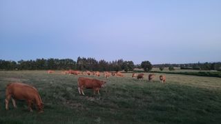 Les connaissances disponibles sont organisées autour de quatre grands thèmes : la santé et le bien-être des animaux, la résilience socio-économique des exploitations, l’efficacité de la production et la qualité de la viande, la durabilité environnementale. Les connaissances disponibles sont organisées autour de quatre grands thèmes : la santé et le bien-être des animaux, la résilience socio-économique des exploitations, l’efficacité de la production et la qualité de la viande, la durabilité environnementale.