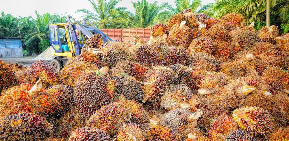 L'Indonésie a déposé un recours devant l'OMC contre l'Union européenne concernant l'utilisation des biocarburants à base d'huile de palme.