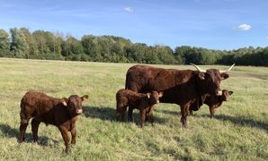 En label rouge, « bien que l’essentiel de l’alimentation des animaux soit constitué de fourrages, la finition implique l’achat de ces compléments au prix élevé », constate l'Institut de l'élevage. En label rouge, « bien que l’essentiel de l’alimentation des animaux soit constitué de fourrages, la finition implique l’achat de ces compléments au prix élevé », constate l'Institut de l'élevage.