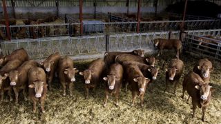 Le futur observatoire permettra aux éleveurs de disposer de références, pour situer leur usage des antibiotiques en ateliers d'engraissement. Le futur observatoire permettra aux éleveurs de disposer de références, pour situer leur usage des antibiotiques en ateliers d'engraissement.