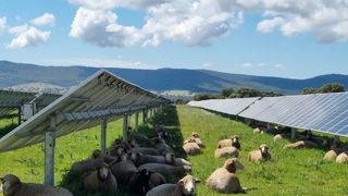 Les solutions d'Enoé et sa vision de l'agrivoltaïsme d'élevage sont adoubées par la Fédération nationale ovine. Les solutions d'Enoé et sa vision de l'agrivoltaïsme d'élevage sont adoubées par la Fédération nationale ovine.