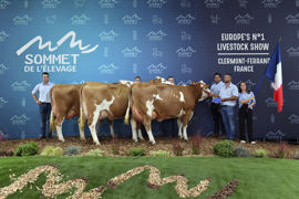 Cinquante-six vaches de race simmental réparties dans neuf sections étaient en lice pour le concours européen le mardi 4 octobre 2022, au Sommet de l'élevage. Cinquante-six vaches de race simmental réparties dans neuf sections étaient en lice pour le concours européen le mardi 4 octobre 2022, au Sommet de l'élevage.