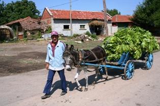e revenu agricole bulgare a progressé de 23,2 % en 2011 et de 155% depuis 2005