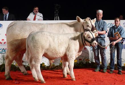 charolais génétique