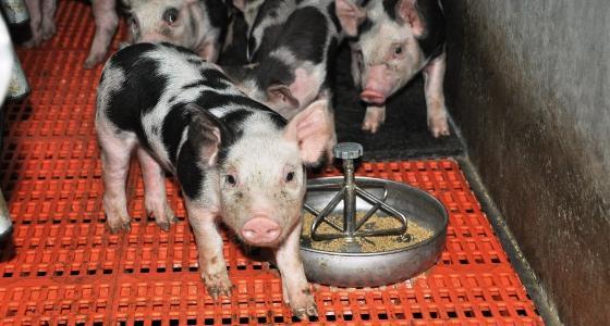 porcelet alimentation