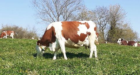Les vaches sont mises à l’herbe fin mars. Elles pâturent jour et nuit à partir d’avril. © Daniel et Joel Michoux