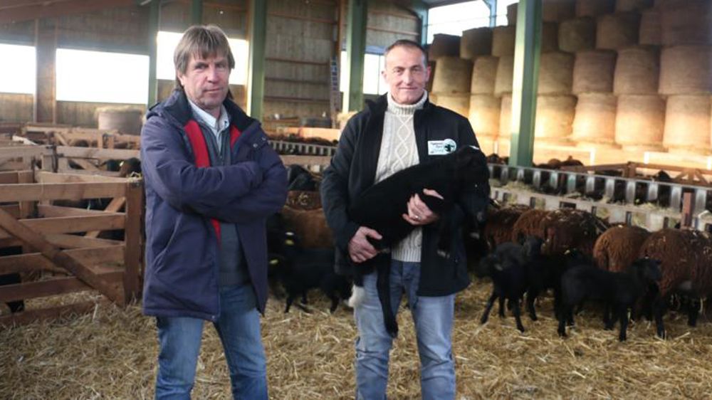 Convertir son élevage de laitières à la production ovine 