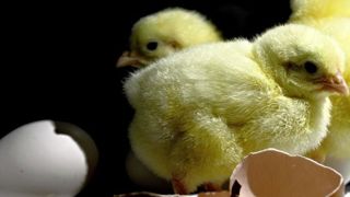La filière se dit prête à l'arrêt total de l'élimination des poussins mâles en France. La filière se dit prête à l'arrêt total de l'élimination des poussins mâles en France.