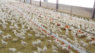 La part des importations de viande de poulet progresse encore dans la consommation française. La part des importations de viande de poulet progresse encore dans la consommation française.