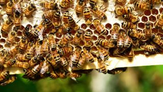 La production de miel 2022 est estimée par l'Unaf entre 12 et 14 000 tonnes. La production de miel 2022 est estimée par l'Unaf entre 12 et 14 000 tonnes.
