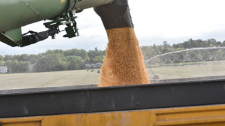La FAO a revu à la baisse sa prévision de la production mondiale de maïs. La FAO a revu à la baisse sa prévision de la production mondiale de maïs.