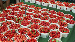 La production française de fraises pour la campagne 2022 est estimée à 76 000 tonnes selon Agreste. La production française de fraises pour la campagne 2022 est estimée à 76 000 tonnes selon Agreste.