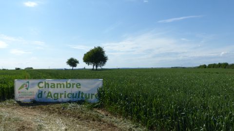 La taxe pour frais chambres d'agriculture finance en partie le réseau consulaire. La taxe pour frais chambres d'agriculture finance en partie le réseau consulaire.