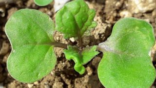Un colza précoce esquive les altises Un colza précoce esquive les altises