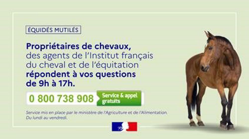 Un numéro vert pour les propriétaires de chevaux