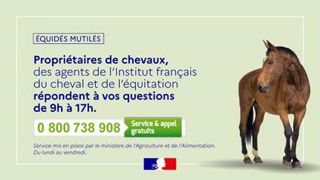 Un numéro vert pour les propriétaires de chevaux Un numéro vert pour les propriétaires de chevaux