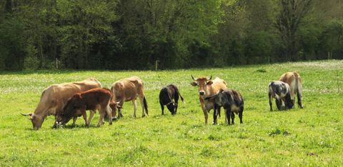 Dans le marais, les prairies naturelles fournissent le pâturage et le foin pour les vaches maraîchines. © Myriam Guillemaud