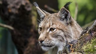 Naissance du plan lynx 2022-2026 Naissance du plan lynx 2022-2026