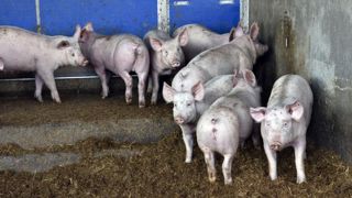Le prix moyen du porc a atteint 1,332 €/kg en 2021 Le prix moyen du porc a atteint 1,332 €/kg en 2021