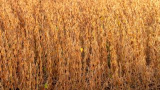 La production d’oléagineux dopée par le soja et le tournesol La production d’oléagineux dopée par le soja et le tournesol