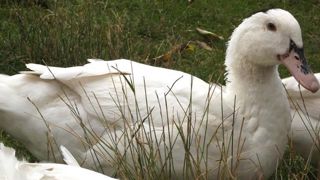 La grippe aviaire a contaminé un être humain La grippe aviaire a contaminé un être humain