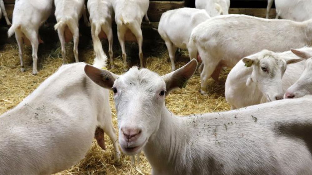 La Fnec veut 60 euros de plus par 1 000 litres le lait de chèvre