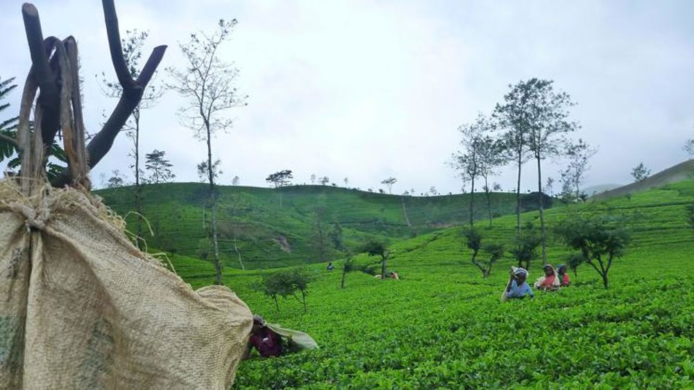 Le Sri Lanka cède à la pression chinoise sur les engrais