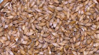 Tereos cède à Axéréal ses activités dans le malt Tereos cède à Axéréal ses activités dans le malt