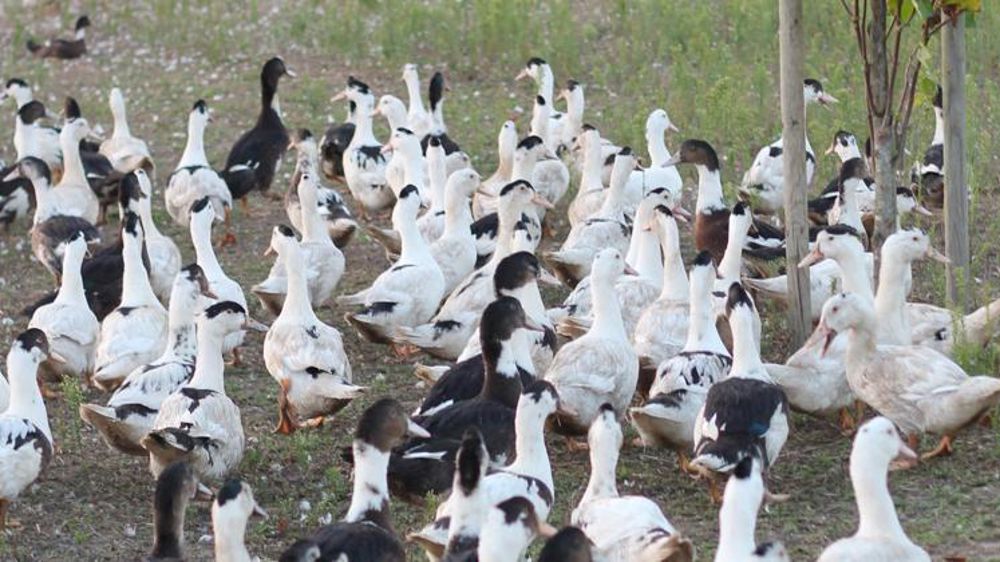 La grippe aviaire progresse de 62 % en trois jours