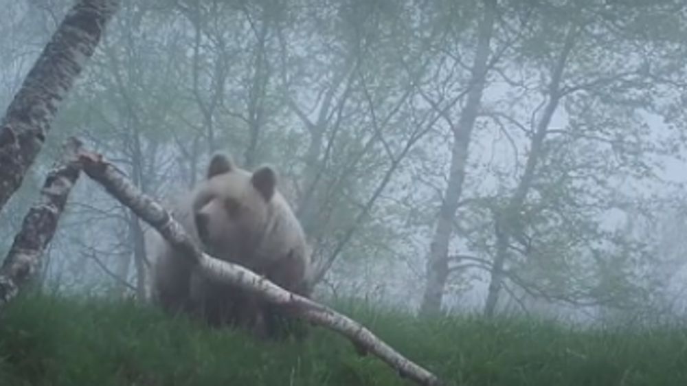 Pas d’effarouchement contre l’ours Goïat