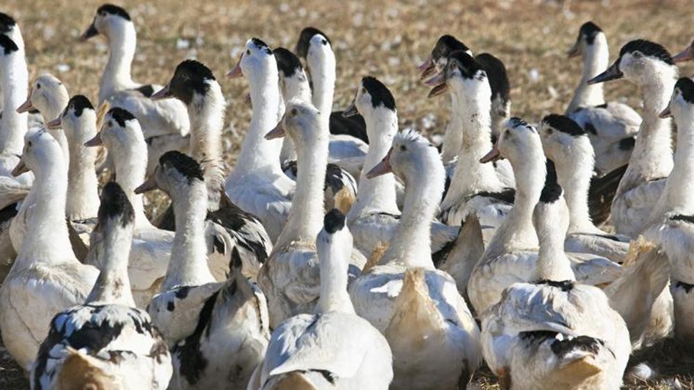 Les élevages de 226 communes vont être dépeuplés